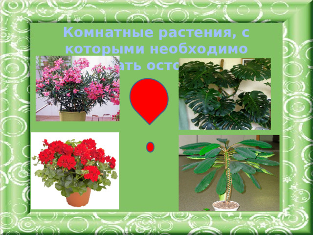 Комнатные растения, с которыми необходимо соблюдать осторожность