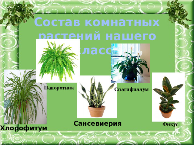 Состав комнатных растений нашего класса Папоротник Спатифиллум Сансевиерия Фикус Хлорофитум