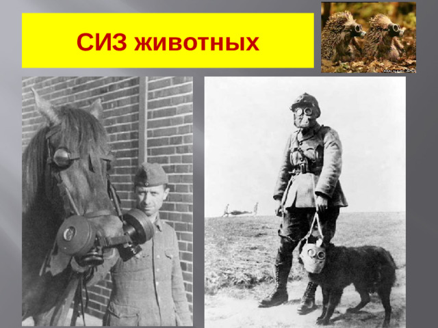 СИЗ животных