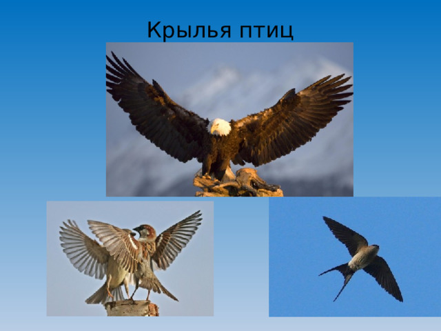 Крылья птиц