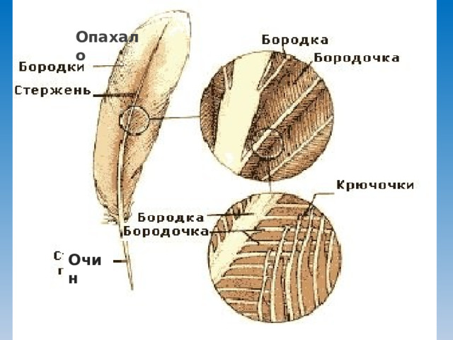Опахало Очин ааав
