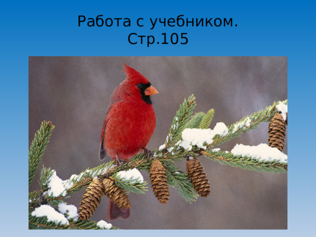 Работа с учебником.  Стр.105