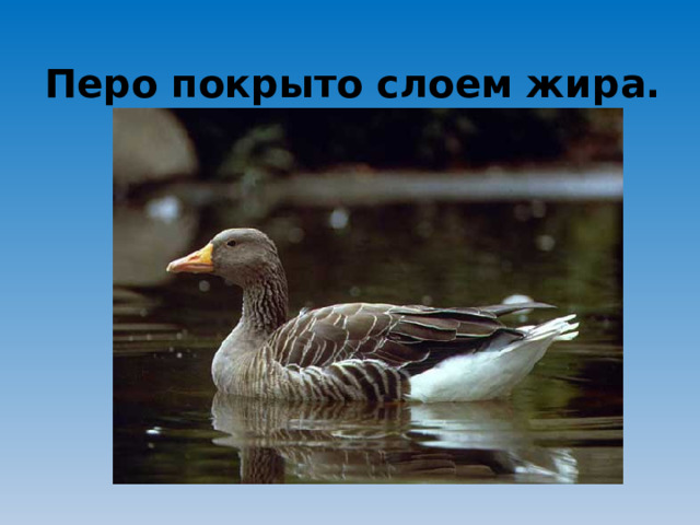 Перо покрыто слоем жира.