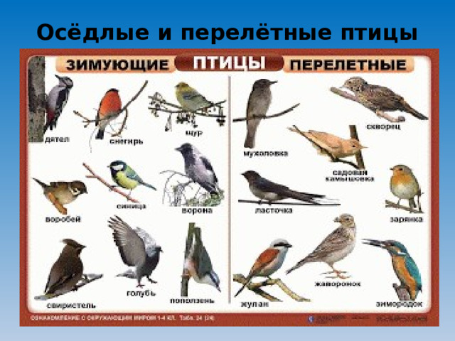 Осёдлые и перелётные птицы