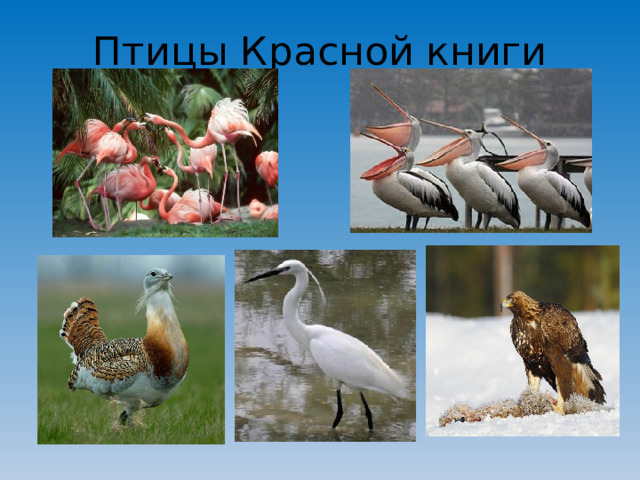 Птицы Красной книги
