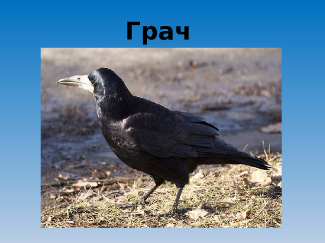 Грач