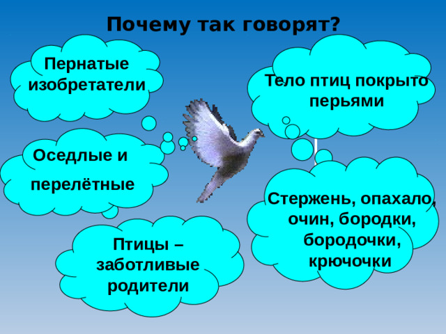 Почему так говорят? Пернатые изобретатели Тело птиц покрыто перьями Оседлые и  перелётные Стержень, опахало, очин, бородки, бородочки, крючочки Птицы – заботливые родители