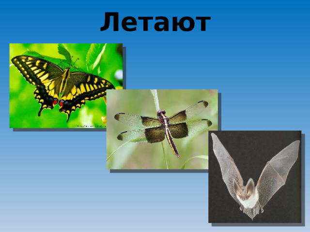 Летают