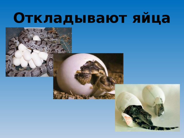 Откладывают яйца