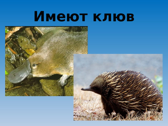 Имеют клюв