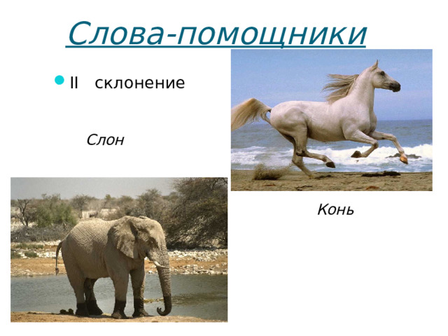 Слова-помощники II   склонение Слон  Конь  16 16