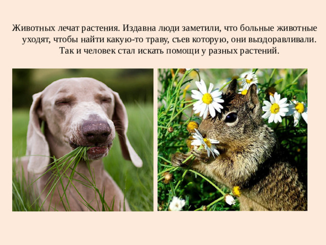 Животных лечат растения. Издавна люди заметили, что больные животные уходят, чтобы найти какую-то траву, съев которую, они выздоравливали. Так и человек стал искать помощи у разных растений.