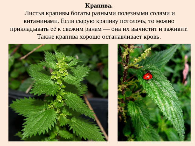 Крапива.  Листья крапивы богаты разными полезными солями и витаминами. Если сырую крапиву потолочь, то можно прикладывать её к свежим ранам — она их вычистит и заживит. Также крапива хорошо останавливает кровь.