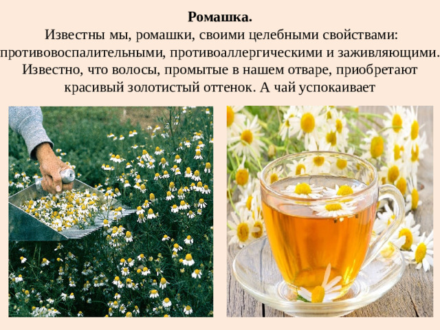 Ромашка.  Известны мы, ромашки, своими целебными свойствами: противовоспалительными, противоаллергическими и заживляющими. Известно, что волосы, промытые в нашем отваре, приобретают красивый золотистый оттенок. А чай успокаивает