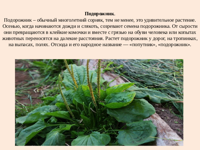 Подорожник .  Подорожник – обычный многолетний сорняк, тем не менее, это удивительное растение. Осенью, когда начинаются дожди и слякоть, созревают семена подорожника. От сырости они превращаются в клейкие комочки и вместе с грязью на обуви человека или копытах животных переносятся на далекие расстояния. Растет подорожник у дорог, на тропинках, на выпасах, полях. Отсюда и его народное название — «попутник», «подорожник».