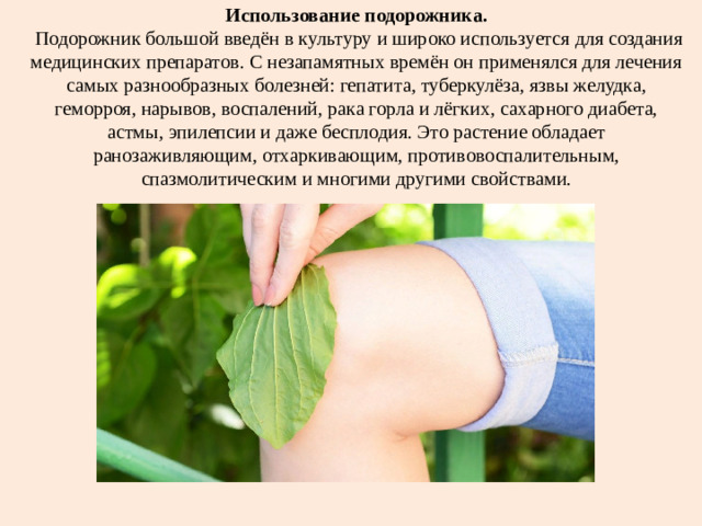 Использование подорожника.   Подорожник большой введён в культуру и широко используется для создания медицинских препаратов. С незапамятных времён он применялся для лечения самых разнообразных болезней: гепатита, туберкулёза, язвы желудка, геморроя, нарывов, воспалений, рака горла и лёгких, сахарного диабета, астмы, эпилепсии и даже бесплодия. Это растение обладает ранозаживляющим, отхаркивающим, противовоспалительным, спазмолитическим и многими другими свойствами.
