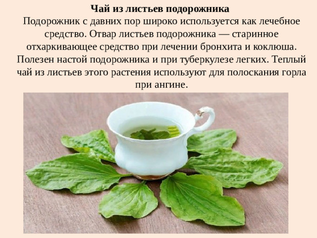 Чай из листьев подорожника  Подорожник с давних пор широко используется как лечебное средство. Отвар листьев подорожника — старинное отхаркивающее средство при лечении бронхита и коклюша. Полезен настой подорожника и при туберкулезе легких. Теплый чай из листьев этого растения используют для полоскания горла при ангине.