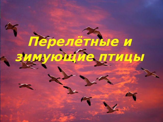 Перелётные и зимующие птицы