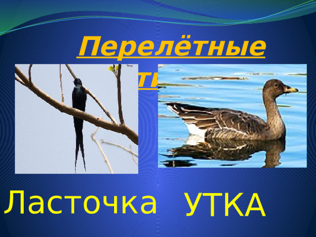 Перелётные птицы Ласточка УТКА