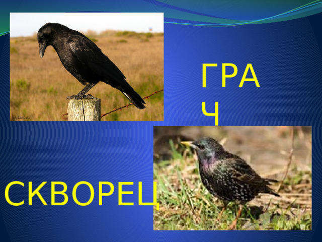 ГРАЧ СКВОРЕЦ