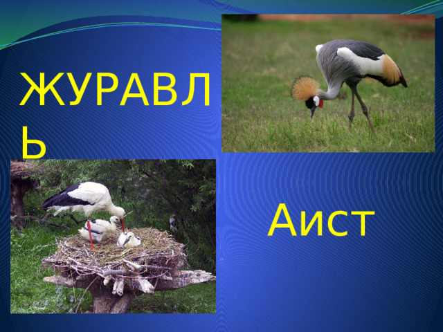 ЖУРАВЛЬ Аист