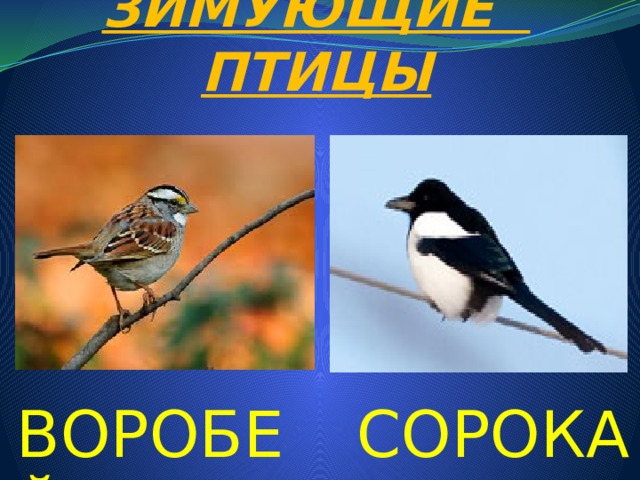 ЗИМУЮЩИЕ ПТИЦЫ ВОРОБЕЙ СОРОКА