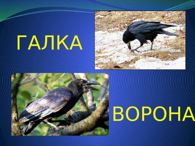 ГАЛКА ВОРОНА