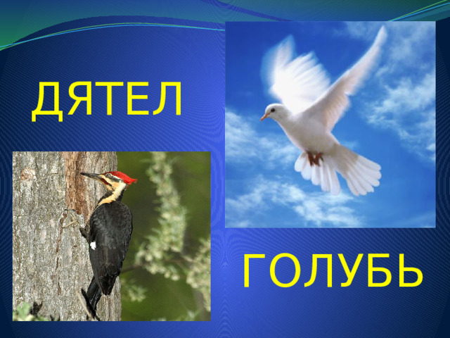 ДЯТЕЛ ГОЛУБЬ