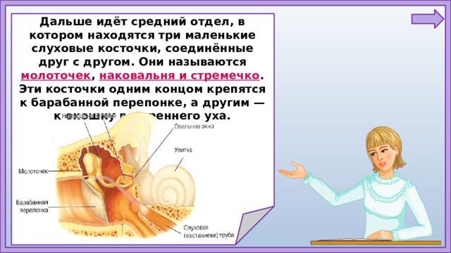Дальше идёт средний отдел, в котором находятся три маленькие слуховые косточки, соединённые друг с другом. Они называются молоточек , наковальня и стремечко . Эти косточки одним концом крепятся к барабанной перепонке, а другим — к окошку внутреннего уха.