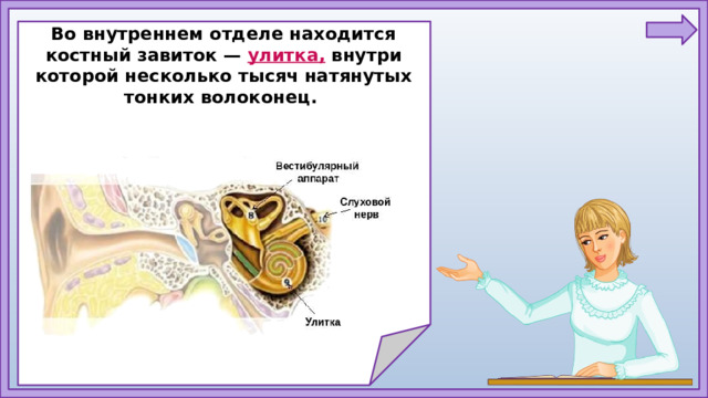Во внутреннем отделе находится костный завиток — улитка, внутри которой несколько тысяч натянутых тонких волоконец.