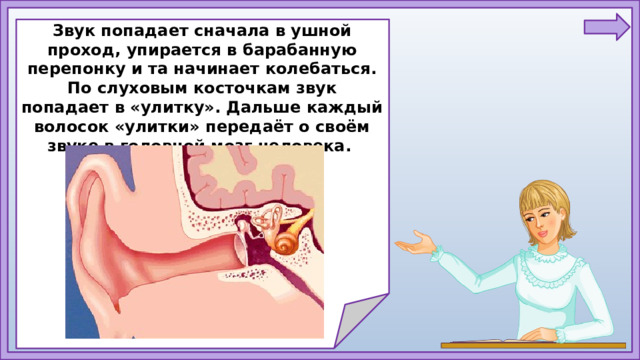 Звук попадает сначала в ушной проход, упирается в барабанную перепонку и та начинает колебаться. По слуховым косточкам звук попадает в «улитку». Дальше каждый волосок «улитки» передаёт о своём звуке в головной мозг человека.