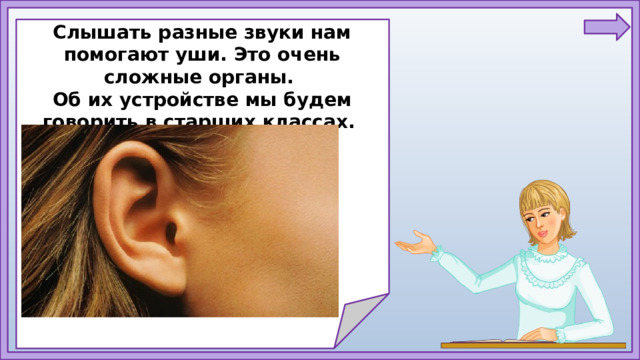 Слышать разные звуки нам помогают уши. Это очень сложные органы. Об их устройстве мы будем говорить в старших классах.