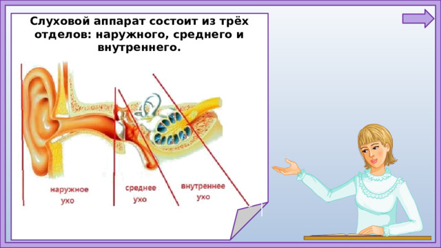 Слуховой аппарат состоит из трёх отделов: наружного, среднего и внутреннего.