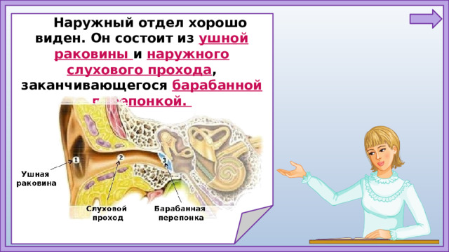 Наружный отдел хорошо виден. Он состоит из ушной раковины и наружного слухового прохода , заканчивающегося барабанной перепонкой.