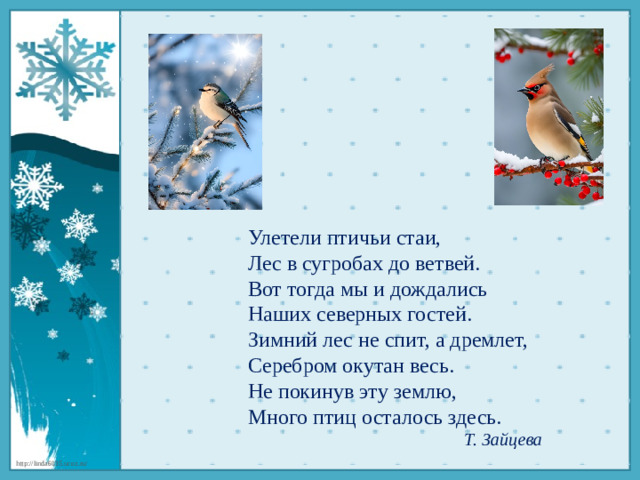 Улетели птичьи стаи,  Лес в сугробах до ветвей.  Вот тогда мы и дождались  Наших северных гостей.  Зимний лес не спит, а дремлет,  Серебром окутан весь.  Не покинув эту землю,  Много птиц осталось здесь. Т. Зайцева