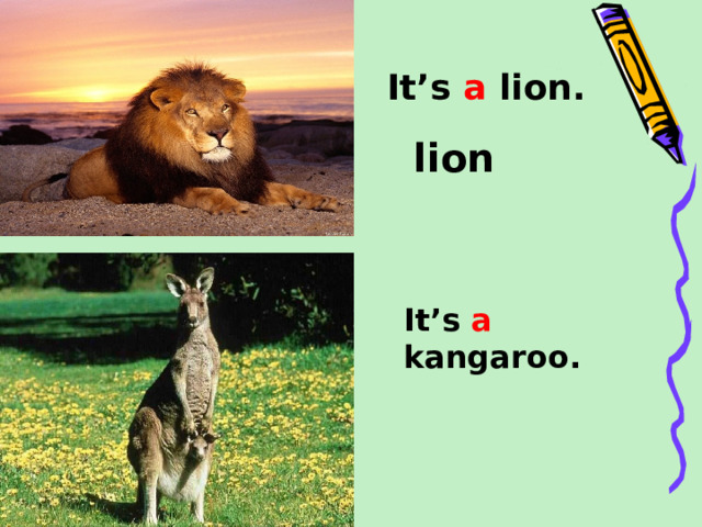 It’s a lion. lion It’s a kangaroo.