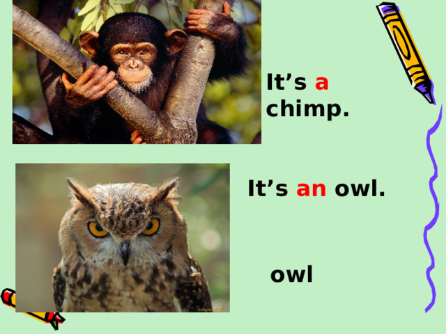 It’s a chimp. It’s an owl. owl