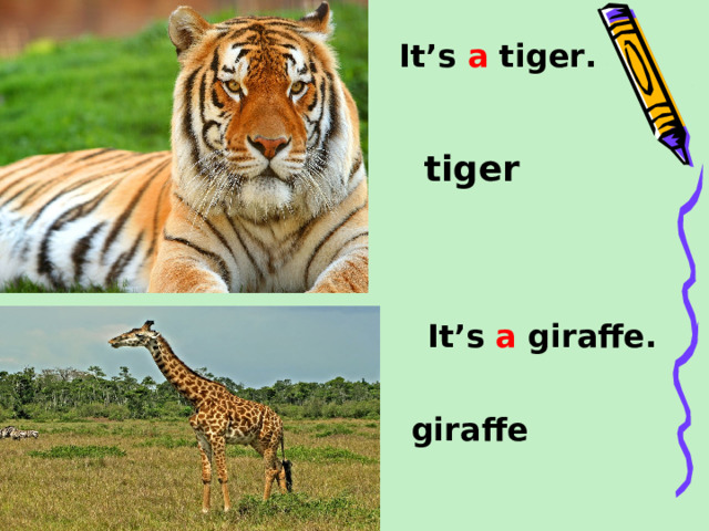 It’s a tiger. tiger It’s a giraffe. giraffe