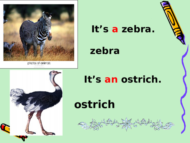 It’s a zebra. zebra It’s an ostrich. ostrich