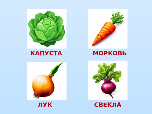 КАПУСТА МОРКОВЬ ЛУК СВЕКЛА