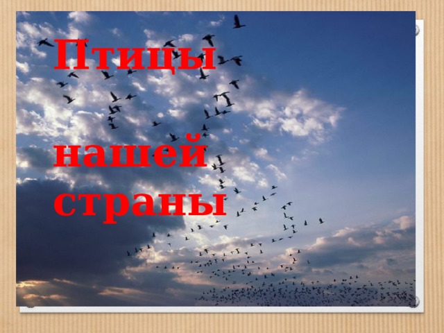 Птицы  нашей страны Птицы