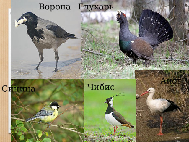 Глухарь Ворона Аист Чибис Синица
