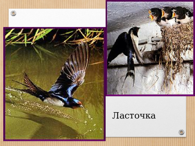 Ласточка