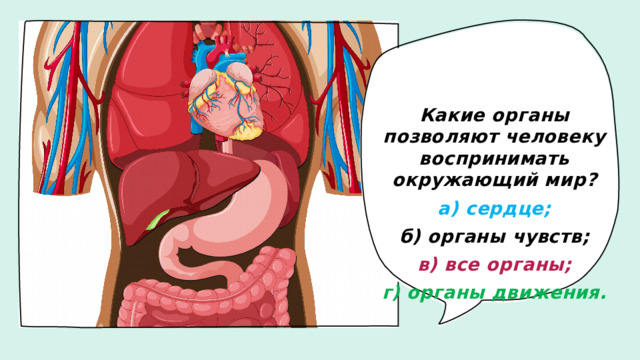 Какие органы позволяют человеку воспринимать окружающий мир? а) сердце; б) органы чувств; в) все органы; г) органы движения.