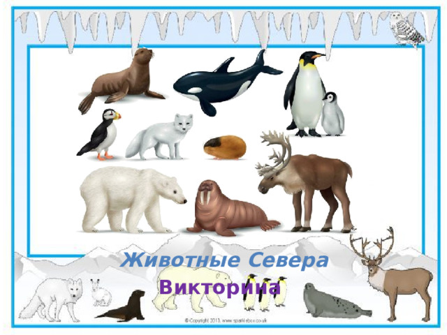 Животные Севера Викторина