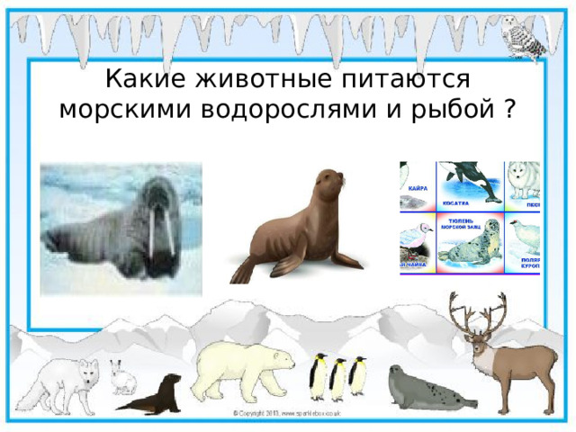 Какие животные питаются морскими водорослями и рыбой ?