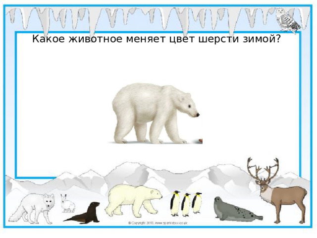 Какое животное меняет цвет шерсти зимой?
