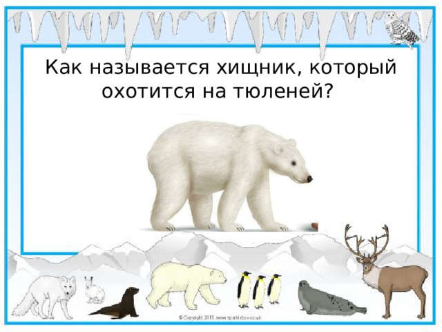 Как называется хищник, который охотится на тюленей?