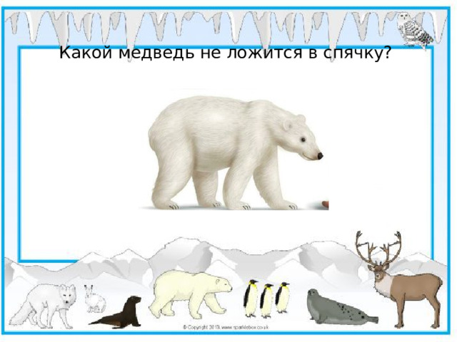 Какой медведь не ложится в спячку?