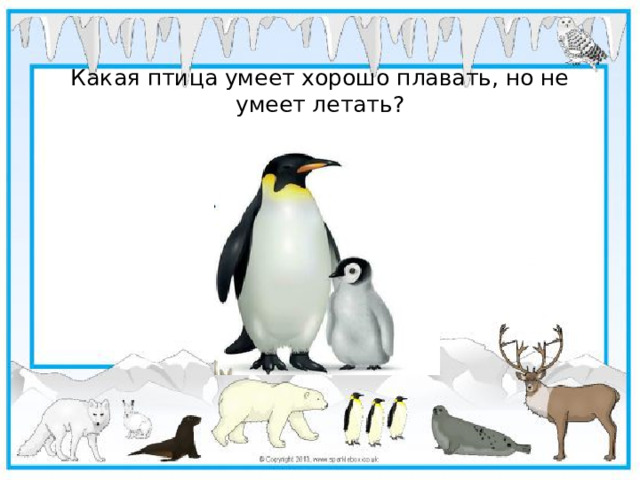 Какая птица умеет хорошо плавать, но не умеет летать?